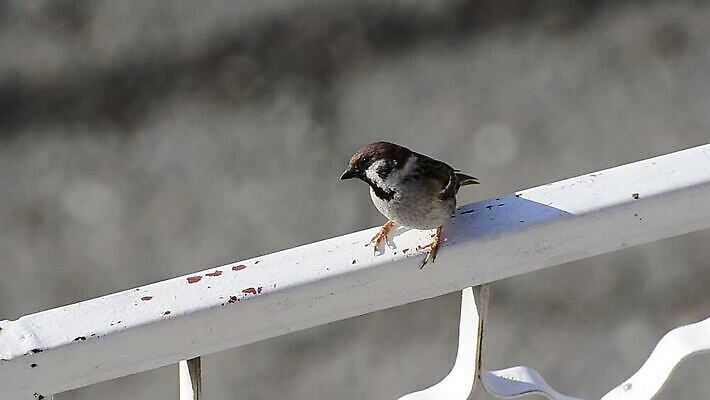 동물 야생동물 캐나다 겨울 자연 조류 사람없음 깃털 북쪽 벤쿠버 MOV 해외동영상 클립영상 계절 북아메리카 방향 생태계 동영상 파일형식