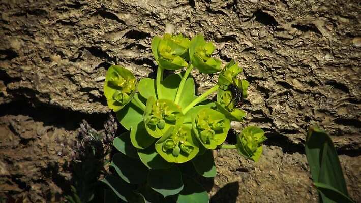 식물 꽃 자연 사람없음 초록색 노란색 정원 봄 벚꽃 잡초 개화 라임 사이프러스 4K MP4 해외동영상 클립영상 나무 계절 컬러 과일 생태계 동영상 파일형식