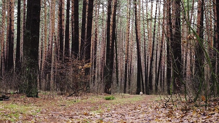 나무 동물 행복 자연 종류 사람없음 빛 달리기 갈색 산책 소나무 개 숲 만족 복종 4K MP4 해외동영상 클립영상 식물 감정 컬러 포유류 모션 휴식 생태계 동영상 파일형식