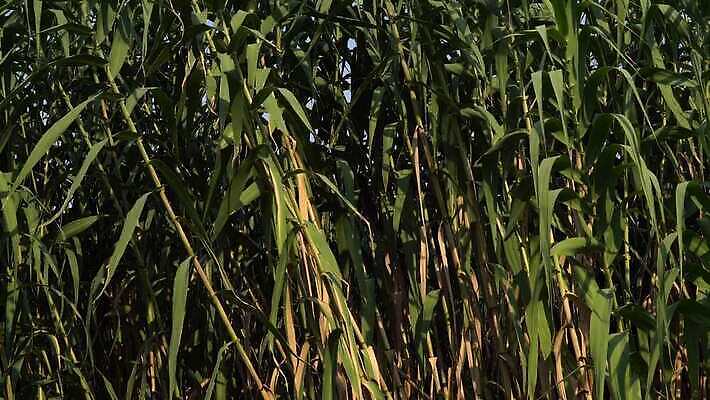 식물 산업 줄기 백그라운드 밭 농업 자연 지팡이 사람없음 초록색 농작물 농장 농경지 환경 농사 에너지 수확 성장 시골 농부 땅 설탕 에코 연료 내추럴 바이오 밭일 생태학 줄서기 사탕수수 4K MP4 해외동영상 클립영상 직업 교육 컬러 모션 생태계 동영상 파일형식