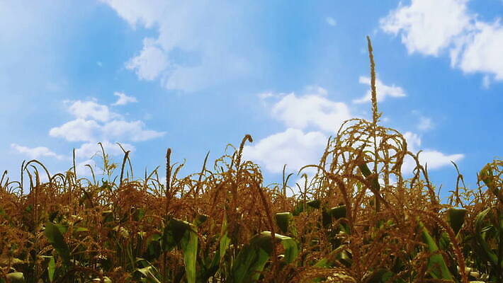 식물 구름 계절 음식 파도 줄기 잎 밭 농업 모션 자연 하늘 건조 건강 옥수수 풍경 사람없음 초록색 농작물 농장 노란색 환경 농사 수확 성장 시골 신선 고리 낟알 땅 흔들림 유기농 날것 내추럴 줄서기 MOV 해외동영상 클립영상 자연요소 웰빙 산업 바다 컬러 곡류 생태계 동영상 파일형식