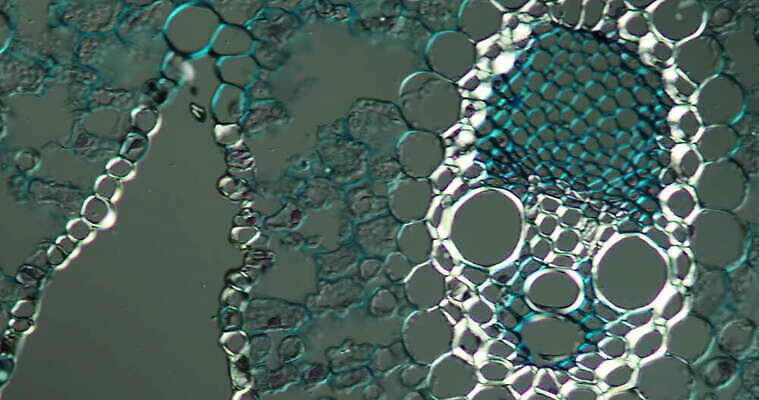 식물 꽃 줄기 과학 이동 패턴 세포 사람없음 빨간색 초록색 파란색 시험 성장 조직 횡단보도 확대 떠남 지원 4K 현미경관찰 MOV 해외동영상 클립영상 교육 컬러 컨셉 무늬 모션 관찰 보행로 동영상 파일형식
