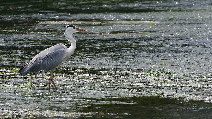 동물 응시 야생동물 자연 조류 낚시 한국 어류 서기 사람없음 야외 초록색 물 파란색 강 환경 식사 회색 흐름 흰색 관찰 잡기 닫기 큼 먹이 먹기 왜가리 깃털 사냥 부리 육식동물 암초 목 동물상 4K MOV 해외동영상 클립영상 자연요소 시선 아시아 컬러 컨셉 모션 레저 신체부위 조형물 수중동물 크기 생태계 동영상 파일형식
