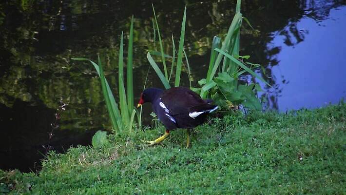동물 공원 호수 야생동물 바다 백그라운드 날개 자연 갈매기 조류 사람없음 초록색 물 강 노란색 환경 검은색 봄 흰색 연못 습지 깃털 부리 암탉 청어 4K MP4 해외동영상 클립영상 자연요소 계절 공공시설 컬러 어류 닭 암컷 생태계 동영상 파일형식