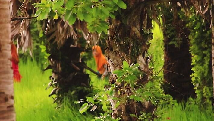 전통 라이프스타일 행복 아시아 문화 여행 함께함 사람없음 야외 아웃포커스 초록색 여름 컬러풀 야자수 걷기 시골 원주민 이슬람교 캄보디아 전원생활 결백 인도차이나반도 HD MP4 해외동영상 클립영상 나무 계절 감정 나라 종교 컬러 컨셉 모션 촬영기법 생활 아프리카인 동영상 파일형식