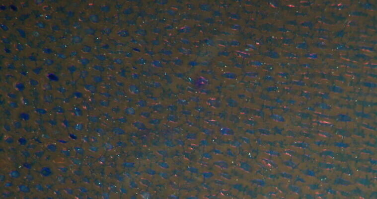 식물 꽃 과학 이동 패턴 과일 세포 사람없음 빨간색 초록색 시험 성장 조직 날짜 횡단보도 확대 먹기 밀가루 녹말 지원 4K 현미경관찰 MOV 해외동영상 클립영상 교육 컬러 컨셉 무늬 모션 관찰 보행로 가루 동영상 파일형식