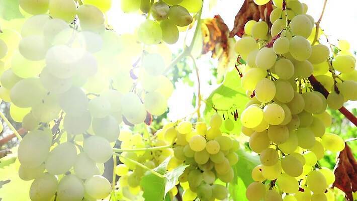 주간 손 음식 농업 과일 자연 포도 노동자 관리 사람없음 초록색 빛 햇빛 태양 농장 와인 이탈리아 수확 흰색 다발 수집 유기농 포도밭 포도나무 건강식 내추럴 밭일 비타민C 숙성 양조장 입가심 짠맛 피에몬테 4K MP4 해외동영상 클립영상 자연요소 직업 웰빙 유럽 산업 컬러 밭 주류 신체부위 맛 과일나무 생태계 비타민 동영상 파일형식