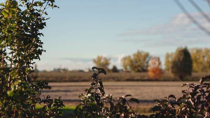 나무 식물 계절 공원 컬러 여행 백그라운드 잎 밭 농업 자연 하늘 풍경 초원 사람없음 야외 초록색 여름 파란색 빛 농작물 햇빛 태양 농장 노란색 환경 맑음 일몰 수확 성장 가을 시골 숲 땅 밀 장면 내추럴 밭일 4K MOV 해외동영상 클립영상 자연요소 공공시설 산업 날씨 곡류 노을 생태계 동영상 파일형식