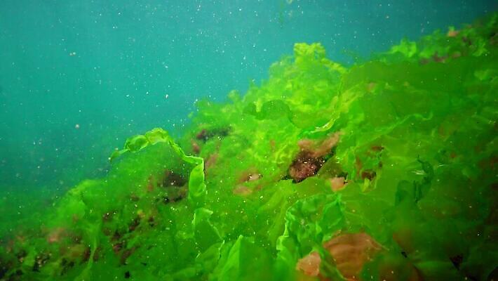 식물 바다 백그라운드 자연 사람없음 초록색 물 세계 바닷속 수중 해조류 광합성 산화 생태학 소금물 4K 수중영상 MP4 해외동영상 클립영상 자연요소 교육 컬러 해양식물 생태계 동영상 파일형식