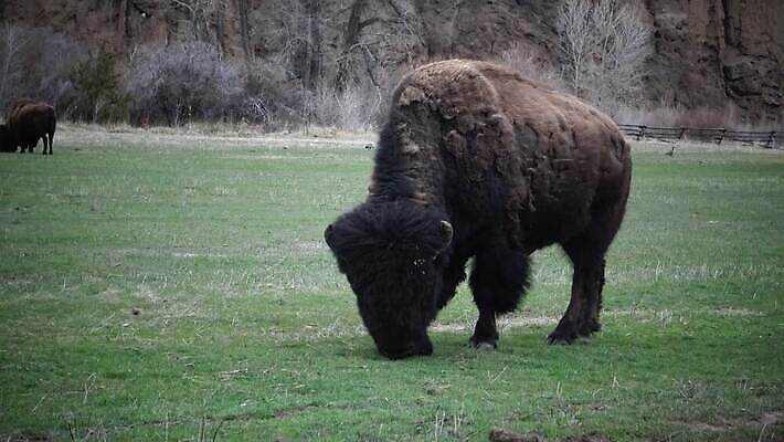 동물 공원 남자 야생동물 포유류 자연 털 사람없음 갈색 계곡 미국 군중 방목 들소 황소 짝짓기 와이오밍 전국 4K MP4 해외동영상 클립영상 공공시설 컬러 북아메리카 사람 소 축산업 생태계 동영상 파일형식