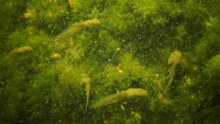 식물 바다 백그라운드 패턴 자연 개구리 양서류 사람없음 초록색 물 환경 검은색 바닷속 수중 수영 연못 해조류 작음 생태계 생물학 꼬리 서식지 두꺼비 광합성 산화 생태학 소금물 4K 수중영상 MP4 해외동영상 클립영상 자연요소 동물 교육 컬러 무늬 수상스포츠 해양식물 크기 동영상 파일형식