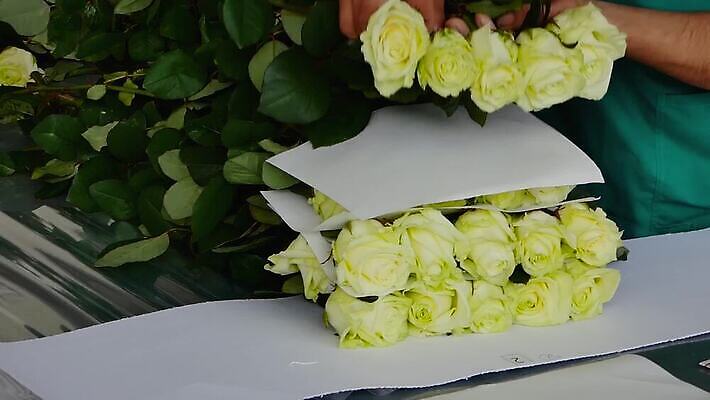 식물 디자인 꽃 산업 종이 꽃다발 꽃무늬 농업 교통시설 자연 노동자 실내 관리 사람없음 장식 농작물 장미 노란색 세일 쌓기 정원 봄 수확 성장 덮개 벚꽃 흰색 그룹 시장 다발 창고 무역 준비 제비 짐싸기 방법 양피지 온실 줄서기 많음 막 MP4 해외동영상 클립영상 직업 계절 컬러 교통 컨셉 무늬 모션 조류 내부 뚜껑 시설 생태계 동영상 파일형식