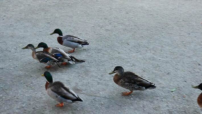 동물 여자 남자 야생동물 날개 자연 조류 오리 사람없음 야외 초록색 갈색 머리 환경 수영 봄 깃털 물새 짝짓기 암탉 4K MOV 해외동영상 클립영상 계절 컬러 사람 신체부위 수상스포츠 닭 암컷 생태계 동영상 파일형식