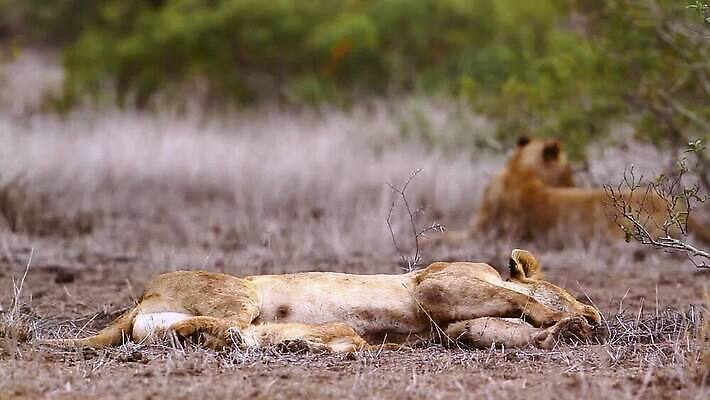 동물 야생동물 새끼 포유류 아프리카 자연 엄마 휴식 국립공원 3 사람없음 눕기 고양이 잠 황무지 보호 결합 사자 사파리 육식동물 남아프리카 보츠와나 보호구역 크루거 MOV 해외동영상 클립영상 멸종위기종 공원 나라 컨셉 가족 모션 반려동물 생태계 동영상 남아프리카공화국 구역 파일형식