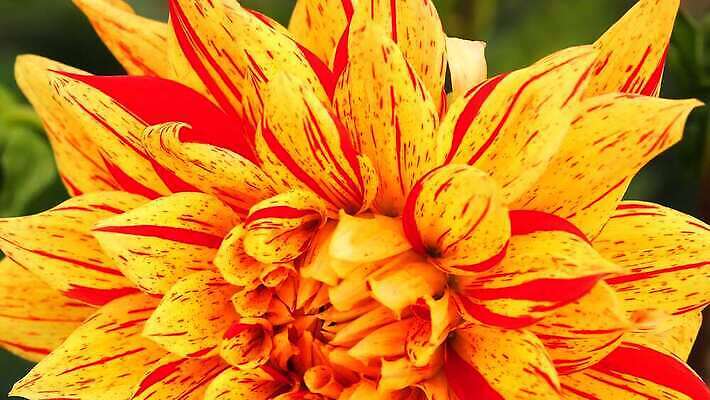 식물 동물 꽃 야생동물 컬러 곤충 꽃무늬 자연 바람 휴식 사람없음 야외 치료 빨간색 초록색 컬러풀 뷰티 노란색 귀여움 정원 봄 벚꽃 개화 우아함 수분 달리아 꽃가루 꿀 내추럴 수유 호박벌 4K MOV 해외동영상 클립영상 자연요소 계절 컨셉 무늬 의학 날씨 벌_곤충 가루 생태계 동영상 파일형식