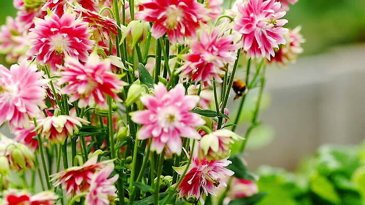 식물 동물 꽃 분홍색 곤충 백그라운드 꽃무늬 자연 사람없음 초록색 뷰티 보라색 봄 벚꽃 개화 수분 꽃가루 꿀 내추럴 호박벌 MOV 해외동영상 클립영상 계절 컬러 무늬 벌_곤충 가루 생태계 동영상 파일형식