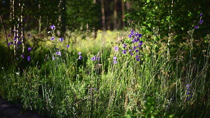 나무 식물 계절 꽃 백그라운드 잎 자연 아침 사람없음 야외 초록색 컬러풀 햇빛 환경 보라색 들꽃 성장 신선 숲 보케 삼림지대 캄파눌라 4K MOV 해외동영상 클립영상 주간 컬러 태양 생태계 동영상 파일형식