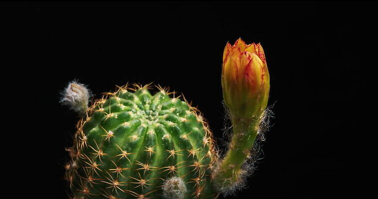 식물 계절 꽃잎 꽃 컬러 꽃다발 꽃무늬 모션 자연 선인장 사람없음 장식 가로 컬러풀 뷰티 봄 펼침 낭만 성장 신선 오픈 개화 변화 속도 동영상 생존 4K 타임랩스 MOV 해외동영상 클립영상 컨셉 무늬 촬영기법 생태계 파일형식