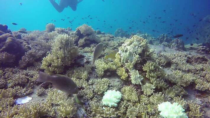 동물 라이프스타일 야생동물 스포츠 바다 섬 여행 백그라운드 태국 자연 휴가 항해 어류 취미 사람없음 물 파란색 세계 환경 바닷속 수중 다양 탐험 스노클링 산호 잠수부 보호 아래 생태계 다이빙 부드러움 암초 내추럴 깊이 생태학 안다만 4K MP4 해외동영상 클립영상 자연요소 교육 아시아 컬러 다수 컨셉 생활 수영 수중동물 수상스포츠 배 감각 자포동물 전문직 방향 위치 동영상 수중스포츠 선박 파일형식