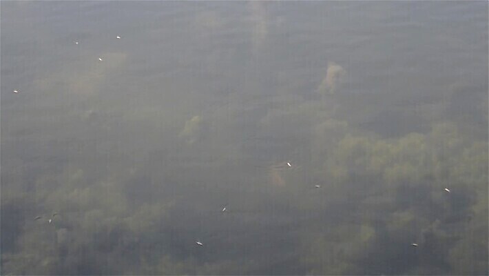 라이프스타일 야생동물 바다 사람없음 야외 파란색 햇빛 환경 바닷속 수중 스노클링 수면 해조류 분위기 환경보전 생태계 암초 수족관 홍해 인도양 카리브해 열대기후 MOV 해외동영상 클립영상 동물 컬러 컨셉 생활 물 태양 수상스포츠 해양식물 사회이슈 동영상 파일형식