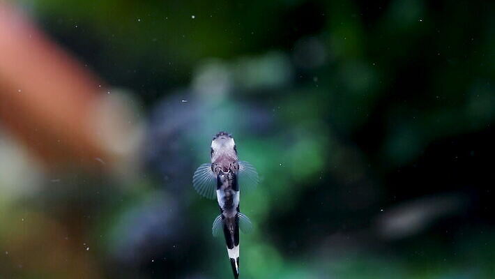 동물 척추동물 야생동물 바다 자연 바닥 어류 취미 사람없음 장식 물 반려동물 강 갈색 머리 수중 수영 성장 점 입 사발 먹기 입술 다이빙 탱크 슛 지느러미 수족관 청소부 유지 내추럴 민물 4K MOV 해외동영상 클립영상 자연요소 직업 컬러 모션 신체부위 수중동물 수상스포츠 사기그릇 생태계 동영상 수중스포츠 파일형식