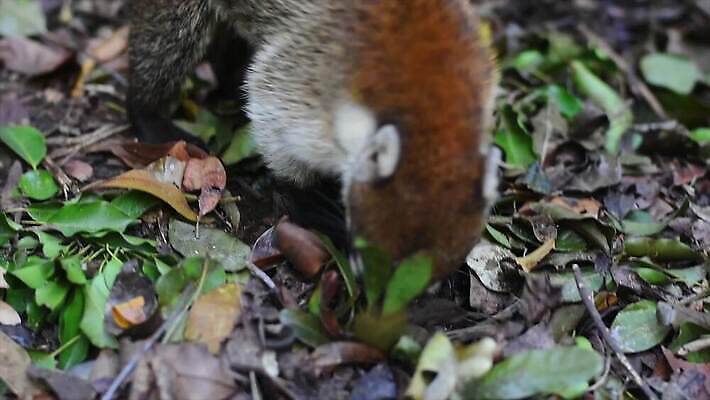 동물 얼굴 야생동물 포유류 자연 멕시코 털 사람없음 갈색 환경 입 닫기 숲 모피 먹기 코 꼬리 사냥꾼 주둥이 유카탄 4K MP4 해외동영상 클립영상 직업 컬러 북아메리카 모션 신체부위 생태계 동영상 파일형식