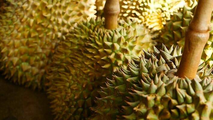 식물 아시아 음식 컬러 백그라운드 농업 과일 태국 자연 디저트 거리 건강 씨앗 동양인 사람없음 야외 초록색 여름 노란색 세일 쌓기 흰색 신선 가시 시장 달콤 맛 왕 날것 냄새 지역 말레이시아 내추럴 가죽끈 고립 숙성 이국적 채식주의자 맛있는 MOV 해외동영상 클립영상 계절 나라 산업 컨셉 모션 인종 끈 가죽 생태계 채식 동영상 파일형식