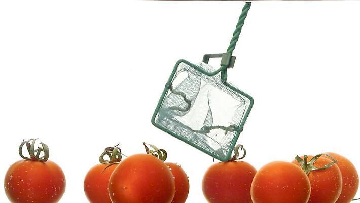 손 음식 컬러 포즈 백그라운드 컨셉 토마토 채소 표면 실내 건강 사람없음 빨간색 물 빛 흰색 물방울 신선 원형 액체 닫기 떨어짐 먹기 수족관 비타민 정물화 채식주의자 비건 유체 MP4 해외동영상 슬로모션 클립영상 자연요소 도형 모션 촬영기법 내부 신체부위 그림 채식 동영상 영양소 파일형식