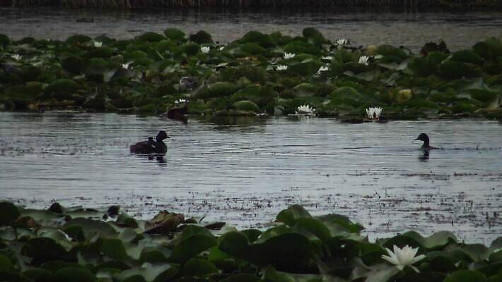 동물 유럽 호수 야생동물 바다 자연 조류 덴마크 사람없음 야외 빨간색 물 뷰티 반사 검은색 봄 잠수부 서식지 다뉴브강 동물상 4K MP4 해외동영상 클립영상 자연요소 계절 나라 컬러 북유럽 조형물 전문직 생태계 동영상 파일형식