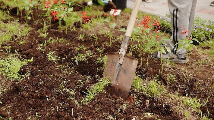 식물 공원 꽃 지구 꽃무늬 농업 자연 사람 잔디 취미 사람없음 야외 초록색 환경 정원 농사 흙 봄 장비 성장 공구 침대 도시 업무 농부 삽 준비 원예 조경 화단 땅바닥 땅파기 심기 원예사 파종 MOV 해외동영상 클립영상 직업 계절 공공시설 산업 컬러 가구 무늬 모션 바닥 도구 작업 생태계 동영상 파일형식