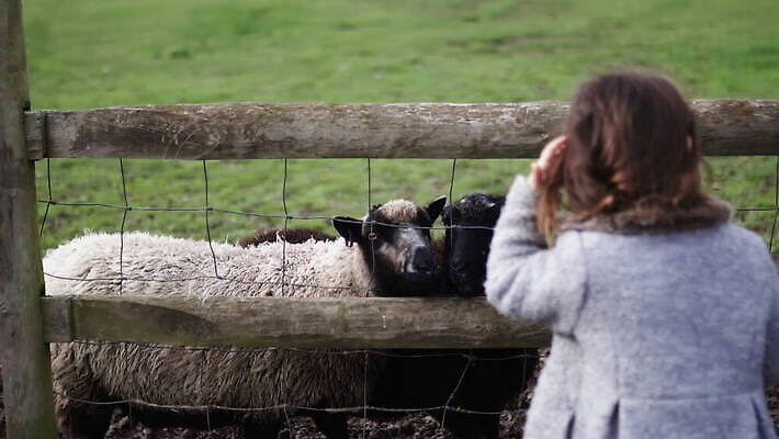 동물 야생동물 어린이 밭 농업 포유류 자연 영국 잉글랜드 사람 소녀 야외 목재 울타리 컬러풀 농장 머리 환경 금속 시골 양 소 먹이 먼지 철사 진흙 양모 밭일 배선 4K MOV 해외동영상 클립영상 나무 여자 유럽 산업 컬러 재료 재질 신체부위 담장 한자 직물 생태계 동영상 파일형식