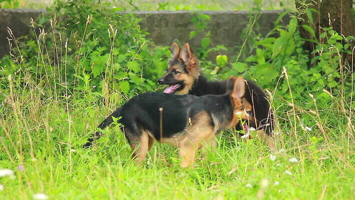 동물 척추동물 새끼 포유류 가족 털 독일 앉기 사람없음 반려동물 머리 검은색 우정 쌍 양치기 경찰 개 강아지 보호 작음 모피 보안 송곳니 기르기 유래 경비견 순혈 MOV 해외동영상 클립영상 직업 유럽 컬러 컨셉 관계 모션 안전 신체부위 친구 치아 크기 동영상 돌봄 파일형식