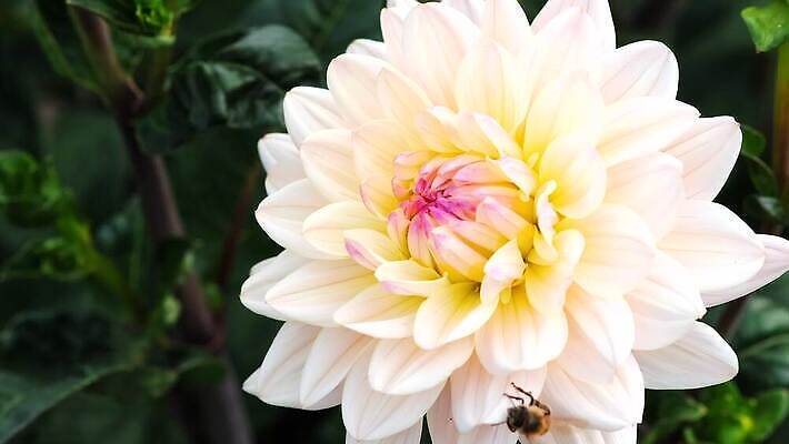 식물 동물 꽃 야생동물 컬러 곤충 꽃무늬 자연 바람 휴식 사람없음 야외 치료 빨간색 초록색 컬러풀 뷰티 노란색 귀여움 정원 봄 벚꽃 개화 우아함 수분 달리아 꽃가루 꿀 내추럴 수유 호박벌 4K MOV 해외동영상 클립영상 자연요소 계절 컨셉 무늬 의학 날씨 벌_곤충 가루 생태계 동영상 파일형식