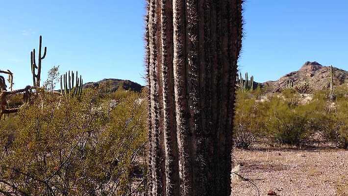 식물 공원 선 여행 자연 산 선인장 건조 사람없음 파란색 미국 성장 오르간 보호 큼 파이프 먼지 애리조나 천연기념물 전국 유일 4K MP4 해외동영상 클립영상 공공시설 컬러 컨셉 북아메리카 건반악기 크기 생태계 동영상 파일형식