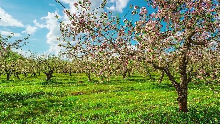 나무 식물 계절 공원 꽃 잎 과일 자연 하늘 파노라마 풍경 잔디 초원 사람없음 초록색 여름 파란색 햇빛 태양 노란색 환경 정원 맑음 봄 벚꽃 흰색 나뭇가지 시골 개화 체리 사과 숲 민들레 땅 장면 내추럴 4K 타임랩스 MP4 해외동영상 클립영상 자연요소 공공시설 컬러 날씨 촬영기법 생태계 동영상 파일형식