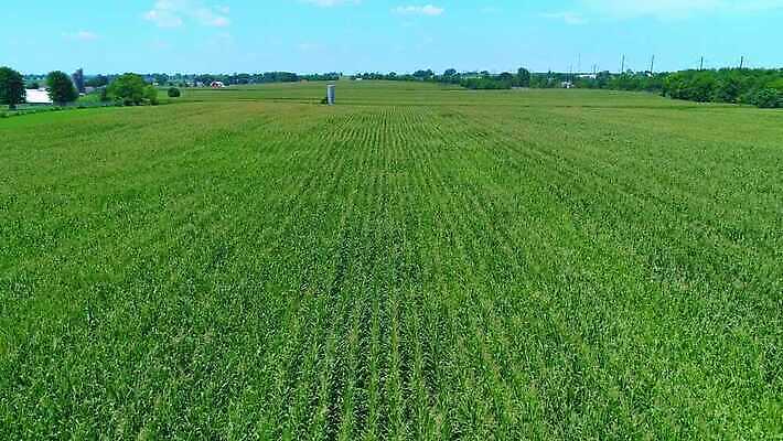 식물 계절 산업 백그라운드 잎 밭 농업 채소 자연 하늘 옥수수 풍경 사람없음 야외 초록색 여름 파란색 농작물 태양 농장 농경지 환경 맑음 봄 수확 성장 시골 낟알 땅 유기농 장면 내추럴 드론 밭일 세련 4K MOV 해외동영상 클립영상 자연요소 웰빙 컬러 날씨 곡류 생태계 동영상 파일형식