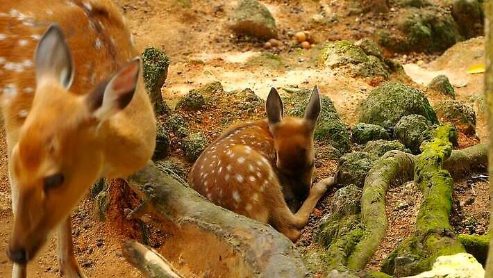 동물 공원 여자 남자 아시아 야생동물 밭 포유류 자연 초식동물 털 뿔 사람없음 야외 환경 봄 흰색 아기 점 숲 방목 귀 뿌리 서식지 내추럴 동물상 아기사슴 암사슴 전국 MOV 해외동영상 클립영상 계절 공공시설 나라 새끼 컬러 농업 사슴 사람 신체부위 조형물 축산업 암컷 생태계 동영상 파일형식