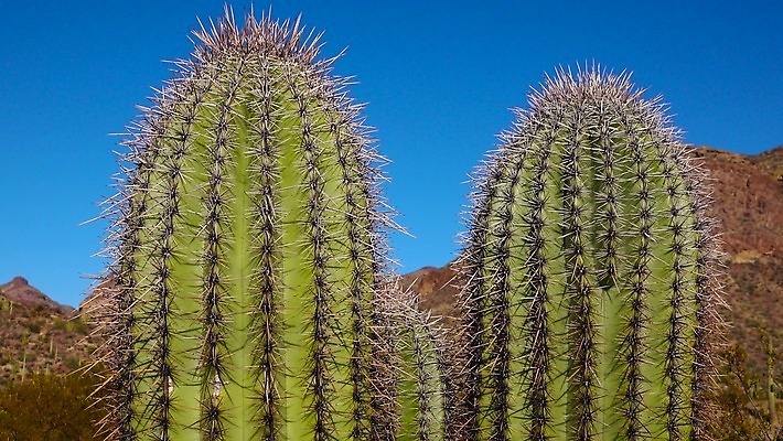 식물 공원 선 여행 자연 산 선인장 건조 사람없음 파란색 미국 성장 오르간 보호 큼 파이프 먼지 애리조나 천연기념물 전국 유일 4K MP4 해외동영상 클립영상 공공시설 컬러 컨셉 북아메리카 건반악기 크기 생태계 동영상 파일형식