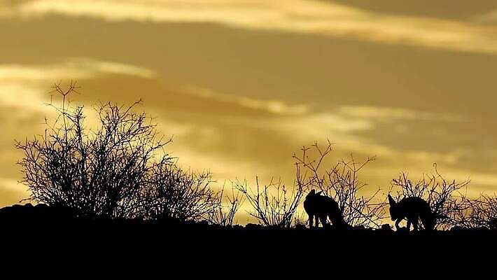 동물 구름 공원 실루엣 야생동물 오렌지 포유류 모션 아프리카 자연 하늘 풍경 사람없음 야외 일출 사막 황무지 사파리 클립 여우 육식동물 동영상 남아프리카 동물상 생태학 칼라하리 HD MOV 해외동영상 클립영상 자연요소 공공시설 교육 나라 과일 촬영기법 조형물 노을 생태계 파일형식