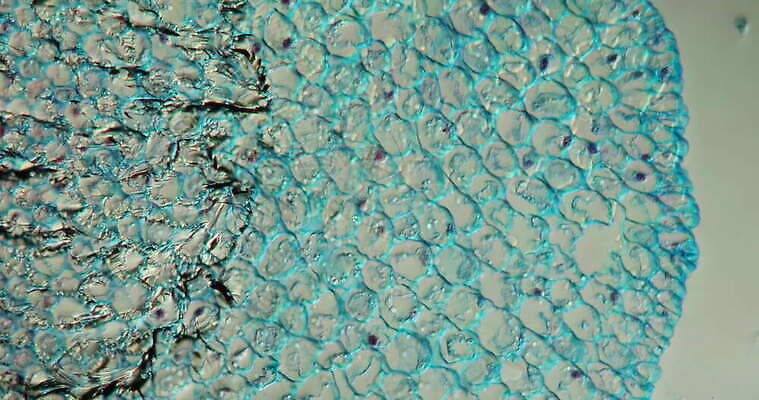 식물 꽃 과학 이동 패턴 콩 세포 사람없음 빨간색 초록색 파란색 시험 성장 조직 횡단보도 확대 뿌리 떠남 지원 4K 현미경관찰 MOV 해외동영상 클립영상 교육 컬러 컨셉 무늬 모션 곡류 관찰 보행로 동영상 파일형식