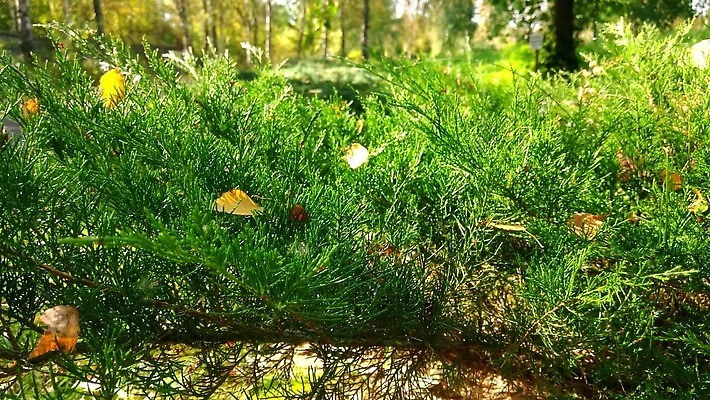 나무 식물 계절 공원 야생동물 백그라운드 잎 꽃무늬 패턴 자연 하늘 바람 날씨 사람없음 야외 초록색 파란색 환경 정원 침묵 봄 나뭇가지 신선 소나무 황무지 닫기 숲 묘사 질감 슛 상록수 침엽수 내추럴 타격 향나무 4K MOV 해외동영상 클립영상 자연요소 동물 공공시설 꽃 컬러 무늬 모션 소리 생태계 동영상 파일형식
