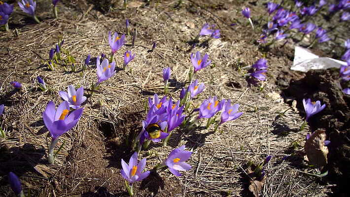 식물 동물 1 계절 공원 꽃 줄기 컬러 곤충 백그라운드 잎 꽃무늬 날개 모션 자연 초원 사람없음 야외 초록색 여름 뷰티 노란색 정원 보라색 검은색 봄 줄무늬 자유 벚꽃 닫기 벌레 작음 수분 벌 수집 제비꽃 바쁨 꽃가루 내추럴 호박벌 4K MOV 해외동영상 클립영상 공공시설 컨셉 무늬 벌_곤충 크기 가루 생태계 동영상 파일형식