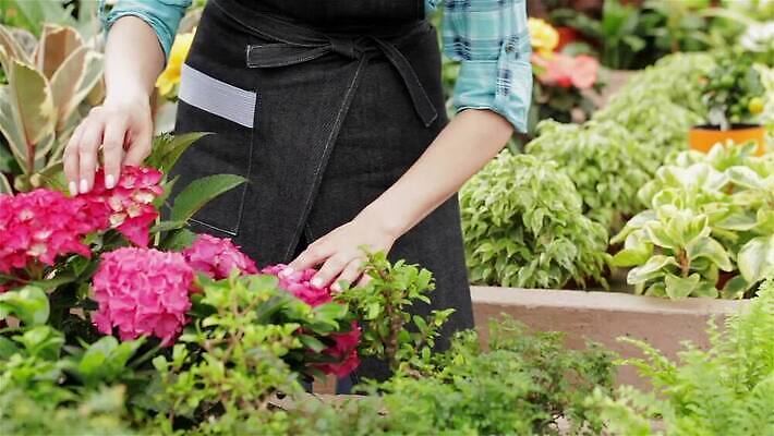 식물 백인 직업 라이프스타일 여자 꽃 행복 셔츠 꽃무늬 비즈니스 자연 노동자 한명 서기 미소 사람 빨간색 초록색 파란색 컬러풀 금발 햇빛 농장 상점 정원 앞치마 업무 개화 시장 냄비 꽃집 원예 체크무늬 내추럴 매각 온실 원예사 제라늄 MP4 해외동영상 클립영상 서양인 1 헤어스타일 감정 컬러 상의 무늬 농업 모션 표정 취미 생활 태양 작업 솥 생태계 동영상 파일형식
