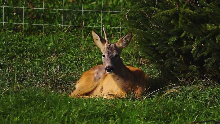 동물 응시 여자 유럽 야생동물 백그라운드 밭 포유류 자연 사슴 휴식 털 뿔 초원 사람없음 야외 초록색 여름 갈색 달러 시골 아기 닫기 숲 묘사 호기심 사냥 영양 조심 내추럴 거짓말 동물상 지도책 MOV 해외동영상 클립영상 시선 계절 감정 나라 컬러 컨셉 돈 농업 모션 사람 책 조형물 생태계 동영상 파일형식