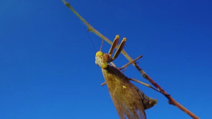동물 여자 야생동물 곤충 절지류 자연 하늘 무척추동물 안테나 사람없음 초록색 파란색 갈색 기도 육식동물 내추럴 포식 4K MP4 해외동영상 클립영상 컬러 통신 사람 생태계 동영상 파일형식