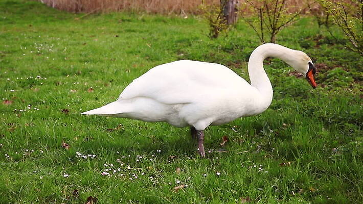 동물 공원 호수 야생동물 자연 조류 아침 오리 풍경 사람없음 야외 초록색 물 파란색 빛 식사 놀람 흰색 연못 우아함 먹기 기아 깃털 부리 백조 거위 단아함 벙어리 수유 MOV 해외동영상 클립영상 주간 자연요소 공공시설 감정 컬러 컨셉 모션 표정 사회이슈 생태계 동영상 파일형식