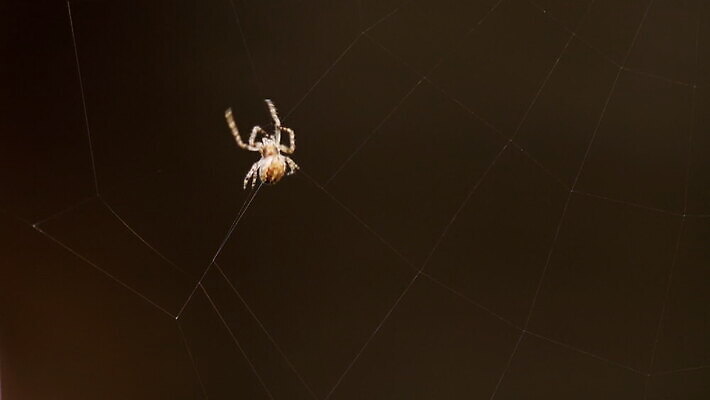 동물 컬러 곤충 백그라운드 패턴 자연 사람없음 야외 초록색 빛 정원 검은색 웹 새벽 그물 벌레 거미줄 거미 올가미 내추럴 변소 짜기 MOV 해외동영상 클립영상 자연요소 무늬 인터넷 모션 생태계 동영상 파일형식