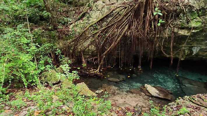 나무 식물 공원 야생동물 여행 백그라운드 잎 가이드 모션 자연 선인장 국립공원 사람없음 야외 목재 초록색 물 강 걷기 환경 개울 동굴 숲 열대우림 내추럴 도미니카공화국 이국적 4K MP4 해외동영상 클립영상 자연요소 동물 직업 공공시설 컬러 재료 남아메리카 생태계 동영상 파일형식