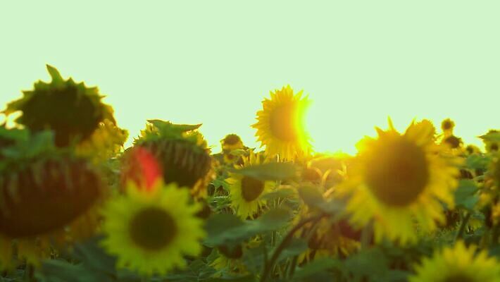 식물 계절 꽃잎 밭 농업 오렌지 자연 해바라기 씨앗 사람없음 야외 초록색 농작물 컬러풀 햇빛 농장 노란색 정원 맑음 일몰 활발 성장 벚꽃 시골 원형 수수께끼 개화 장면 내추럴 4K MP4 해외동영상 클립영상 도형 꽃 산업 컬러 컨셉 과일 날씨 태양 노을 생태계 동영상 파일형식