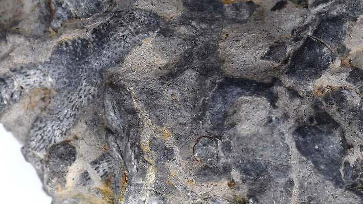 동물 과학 독일 사람없음 회색 역사 산호 닫기 생물학 라임 석회암 지질학 쥬라기 4K MOV 해외동영상 클립영상 교육 유럽 컬러 과일 모션 암석 자포동물 동영상 파일형식